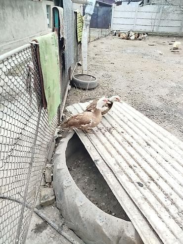 продаю голубь: Мускусные утки (индоутки), пара. Описание: - Порода: мускусные утки — 2