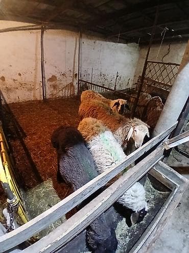 Аквариумы: Продаю | Баран (самец) | Полукровка | На забой — 2