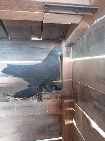 d cat: ПРОДАЮТСЯ ВМЕСТЕ ДВА САМЦА ГОТОВЫЕ К СПАРИВАНИЮ. ОДИН ТАСМАН, ВТОРОЙ — 3