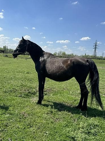 кохинхин мраморный: Продаю | Кобыла (самка) | Полукровка, Кара Жорго, Дончак | Для молока, Для разведения | Племенные — 2