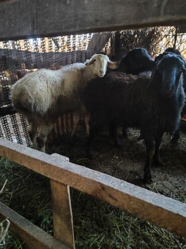 мал айдаган ит сатылат: Сатам | Кочкор (эркек) | Көбөйтүү үчүн | Жасалма жол менен боозутуу — 1