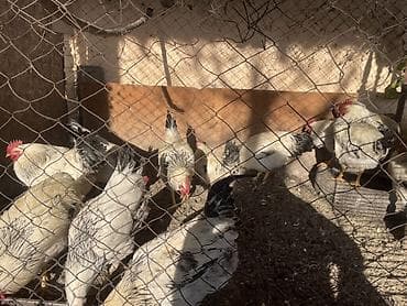 купить попугайчика: Продаю | Куры | Домашняя | Для разведения — 1