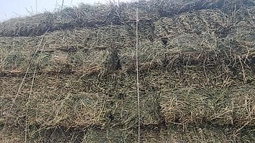 кукуруза початка: Сено в тюках (прессованное) чистый клевер,доставка по Сокулук есть за — 3