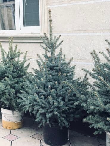 облепиха саженцы: Саженцы деревьев: Ели — 4