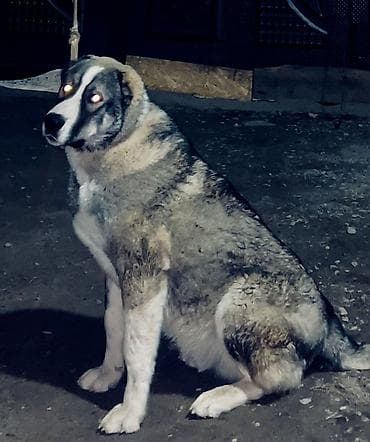 белый лошадь: Собака крупной породы (тип алабая/волкодава). Вязка Вязка по? — 2