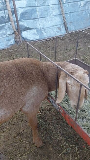 где купить кошку в бишкеке: Продаю | Баран (самец), Ягненок | Арашан | Для разведения | Племенные, Осеменитель — 4