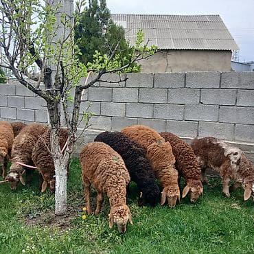нитки для сена: Продаю | Овца (самка) | Для разведения | Ярка — 7