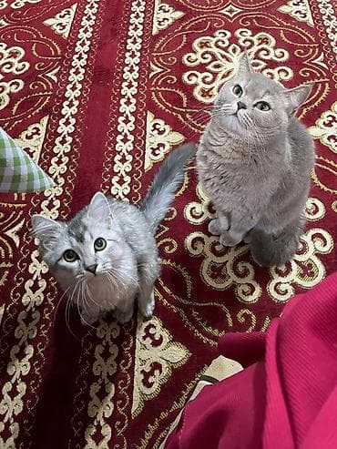 шатланская вислоухая кошка: Шотландская вислоухая кошка, окрас серебристо-серый (голубой серебро) — 2