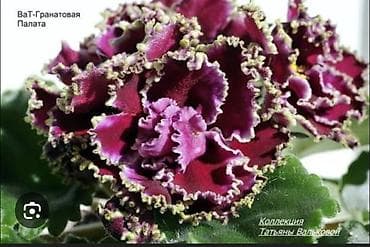 детк: 🌱🌺🌱 Продаю сортовые ДЕТКИ стандартных, трейлерныхмини и полумини — 3