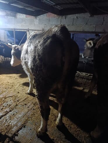 Айыл-чарба жаныбарлары: Сатам | Кунаажын | Көбөйтүү үчүн | Кунажын — 4