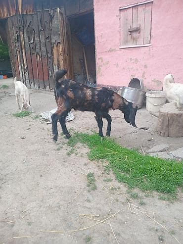 русская голубая кошка котята: Продаю | Козлёнок | Нубийская — 1