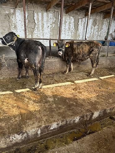 маленькие бычки: Продаю | Бык (самец) — 2