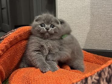 кошка мейн кун: Шотландские вислоухие котята! Продажа! Очаровательные мальчики и — 1