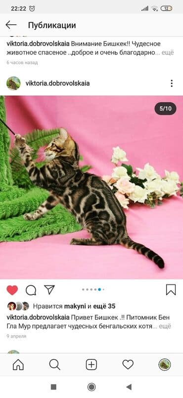 купить породистых котят: Красивейшие бенгальские котята .вырастают вот такими красавцами очень — 20