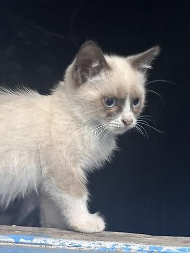 Кошки: 3 месяца, Девочка, Метис — 1
