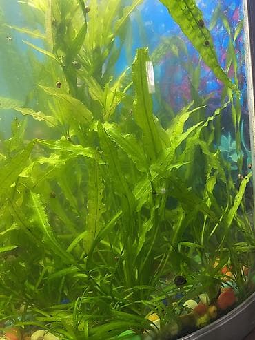 купить рыбок для аквариума: Продаю аквариумные растения, очень красивые и пушистые кустики. По 150 — 2