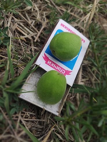 суннот кийимдер: Зелёные обрикос (недозрелая), свежесобранная. - Плоды мелкие — 1