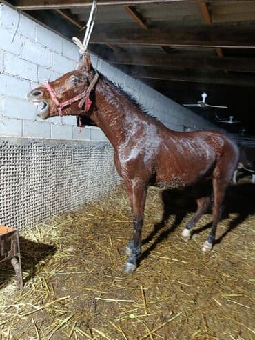 куньминская овчарка: Продаю | Конь (самец) | Полукровка | Конный спорт | Племенные — 2