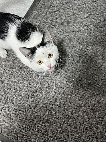 кошка домашняя: Котёнок чёрно-белого окраса (би-колор/пегий). Крупные жёлтые глаза — 2