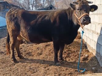 продаю музоо торпок корова самка бык самец айрширская ангус алатауская на забой для разведения на откорм племенные нетель привязанные: Продаю | Корова (самка) | Алатауская | Для разведения, Для молока | Племенные, Стельные — 4