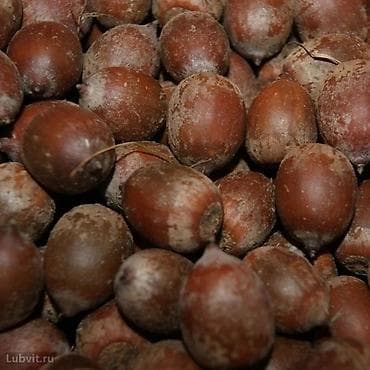 дубовый веники: Саженцы дуба (краснолистного). !!!!! ВНИМАНИЕ!!!!! ТОЛЬКО ОПТ ОТ 5 000 — 2