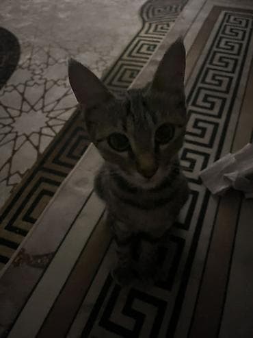 d cat: Кошка даром: Беспородная, Девочка — 8