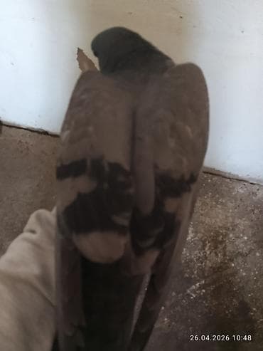 золотой ворон: Почтовый голубь (темно-серый окрас) - Порода: домашний голубь — 5