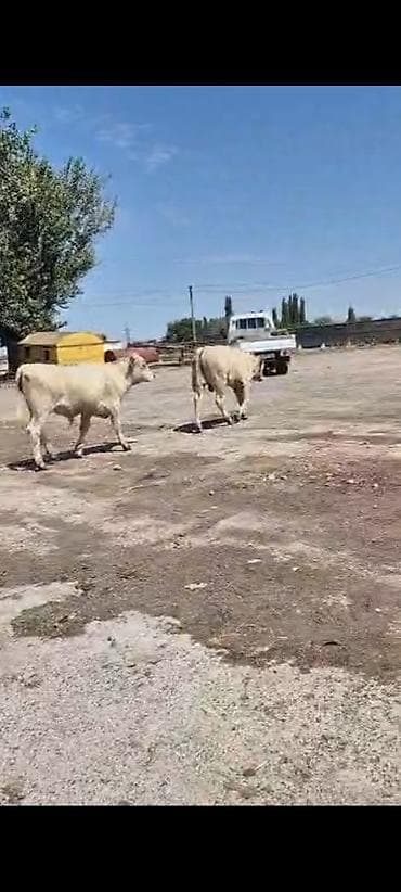 молодой: Продаю | Бык (самец) — 7