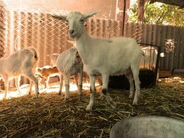 срочно продаю в связи с переездом: Сатам | Эчки (ургаачы) — 30