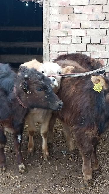животные коровы: Продаю | Тёлка — 1