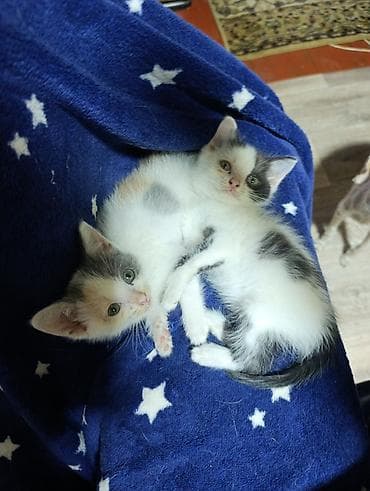 кошки милые: Кошка даром: Беспородная, 2 месяца, Мальчик, Приучена к лотку — 1
