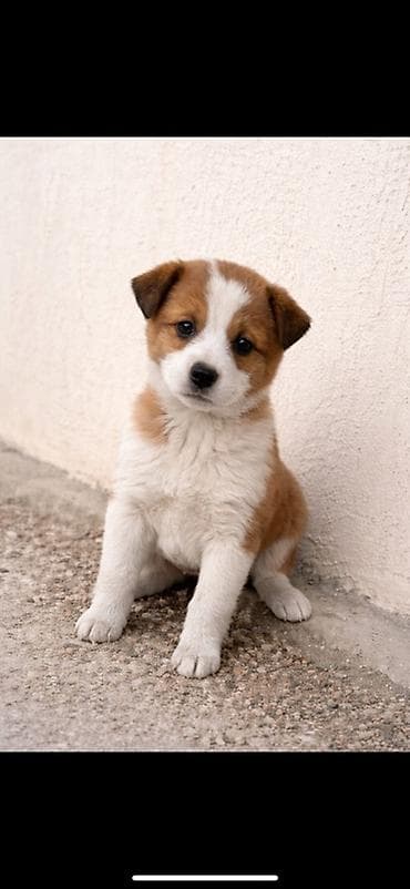 Отдаю даром двух малышей ( девочки) Желательно двух в одни руки