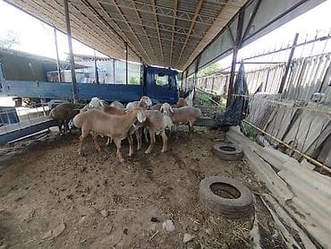 зарезать барана: Продаю | Баран (самец) | Эдильбаевская | Для разведения | Ярка — 2