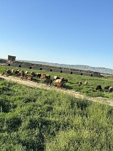 машинка для стрижек овец: Продаю | Овца (самка) | Для разведения — 3