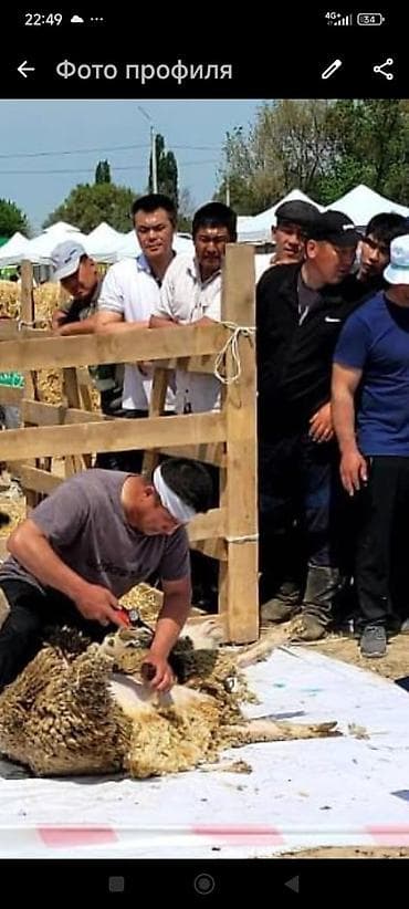 Продаю | Баран (самец)