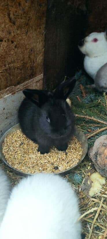 калифорнийские: Продаю | Крольчата | Калифорнийская, Новозеландская, НЗК | Для разведения — 4