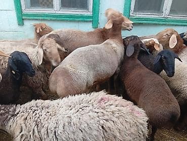 купить той терьер мини: Продаю | Овца (самка), Баран (самец) | Гиссарская, Полукровка, Эдильбаевская | На забой, Для разведения | Осеменитель, Матка — 8
