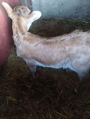 телёнок швиц: Продаю | Музоо, торпок | Полукровка | На откорм — 3