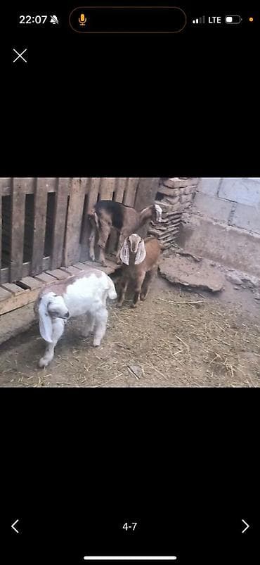 Продаю | Козлёнок | Нубийская | Для разведения | Племенные