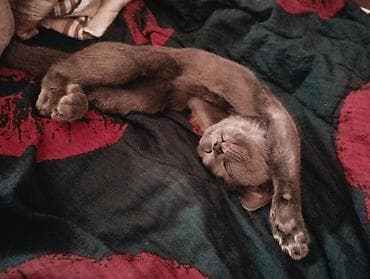 русская голубая: 🐱 Продаётся котик! Очень красивый, ласковый и ухоженный котик. ❤️ — 3
