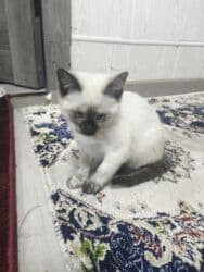 домик для кот: Сиамская, 2 месяца, Девочка, Белый, Приучена к лотку — 1