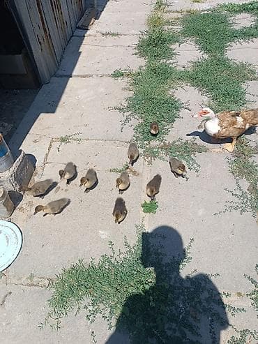 С/х животные и товары: Продаю утка с утятами домашний Мускусные утята (индоутка) - Порода — 6