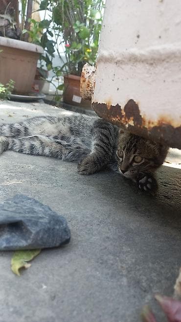нужны: Милые котята и кошка с короткой шерстью. - Окрас: тигровый табби с — 1