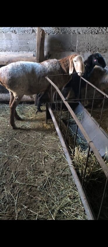 купить породистую собаку: Продаю | Баран (самец) | Арашан | Для разведения | Племенные, Осеменитель — 4