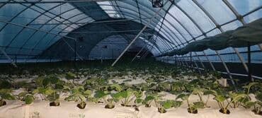 пленка тепличная цена за метр: Прочный каркас для теплицы из металла. Конструкция состоит из арок — 2