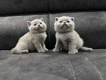 d cat: Готовы к бронированию: Девочка Scottish fold, мальчик Scottish — 1