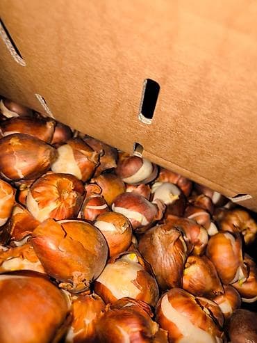 Isuzu: Самовывоз, Платная доставка — 5