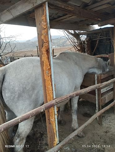 кормовая соль для животных: Продаю | Кобыла (самка) | Рабочий — 2