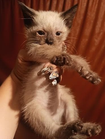 Котёнок с колор-пойнт окрасом (типа сиамского). Короткая светлая — 1