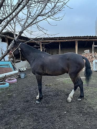 уй сотилади ош: Продаю | Жеребец | Для разведения, Конный спорт — 1